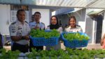 Produktif dari Dalam Rutan: Panen Selada, Dukung Ketahanan Pangan Nasional