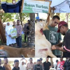 Idul Adha, BKP-BTR Hadir di Tengah Masyarakat Lurang Lewat Pembagian Hewan Kurban