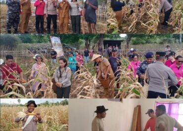 Panen Jagung Kuartal II 2026 di Letti Warnai Syukuran HUT ke-18 Kabupaten MBD