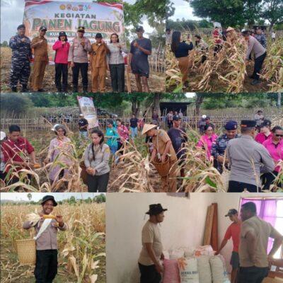 Panen Jagung Kuartal II 2026 di Letti Warnai Syukuran HUT ke-18 Kabupaten MBD