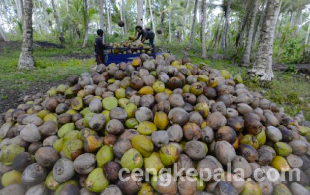 Kualitas Produksi Minyak Kelapa Kei Besar di Tingkatkan